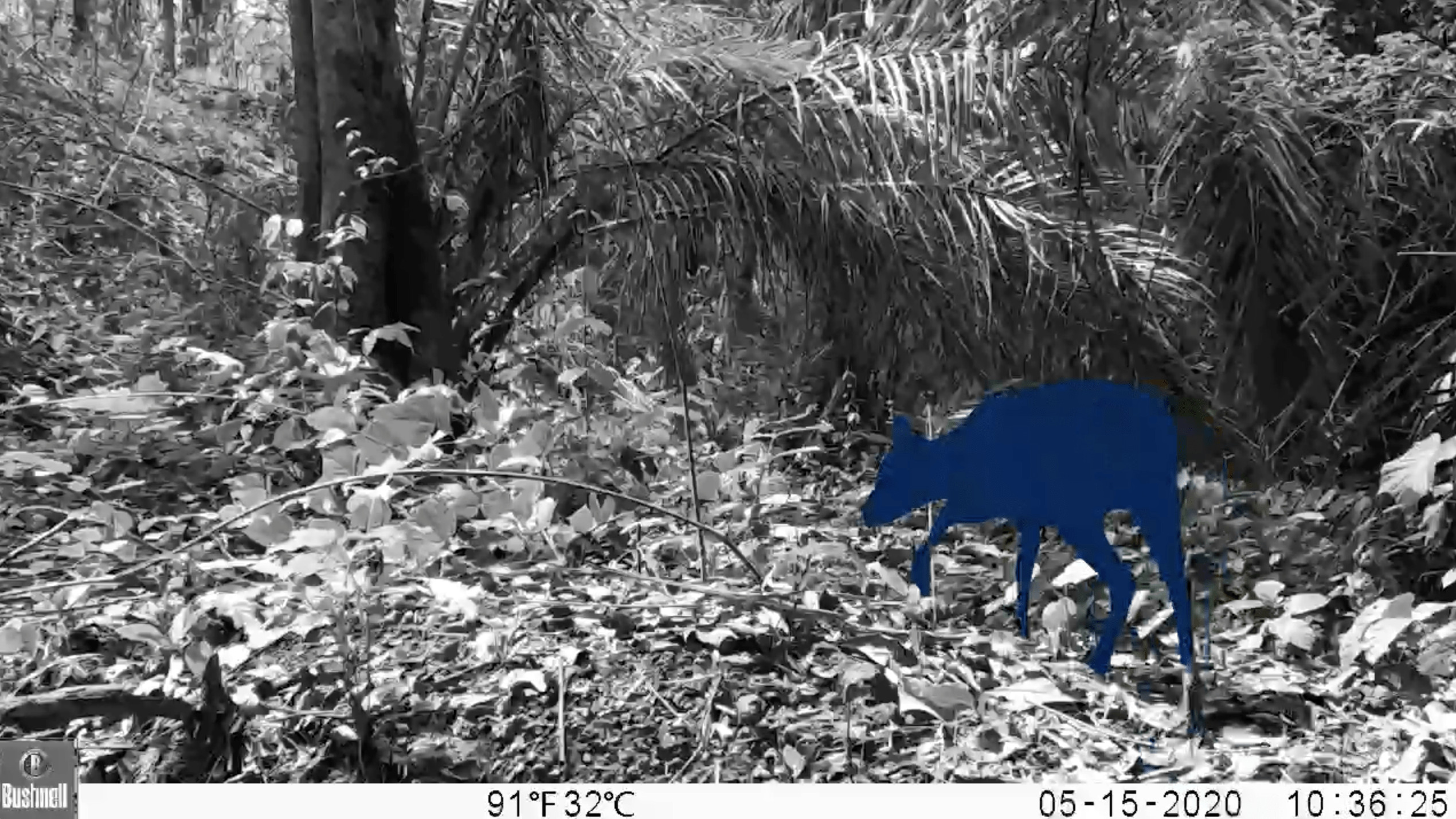 segmentation of duiker